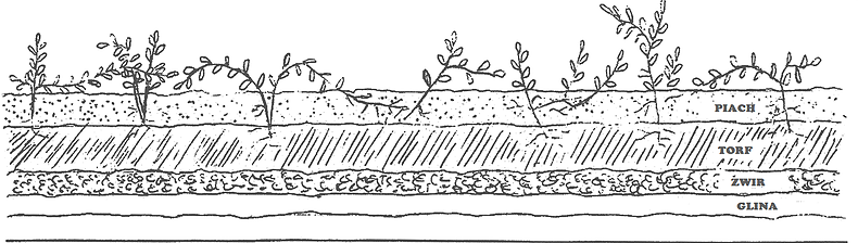 uprawa-zurawiny